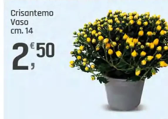 Crisantemo