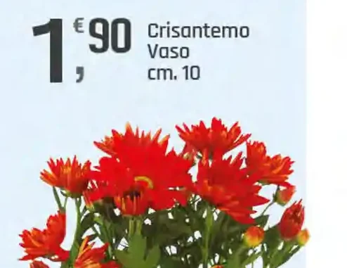Crisantemo