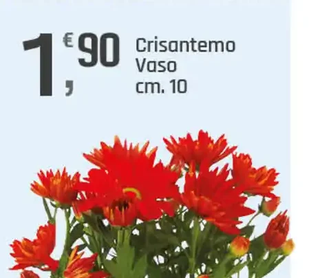 Crisantemo vaso cm. 10