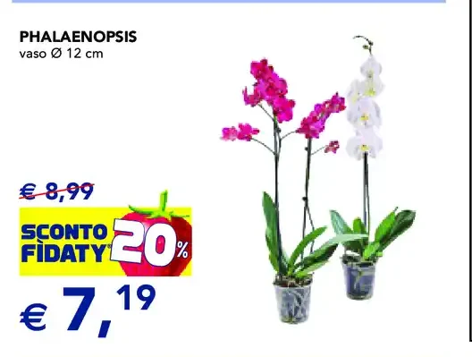 Phalaenopsis