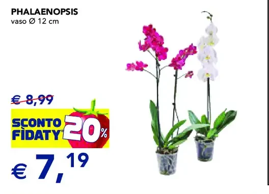 Phalaenopsis
