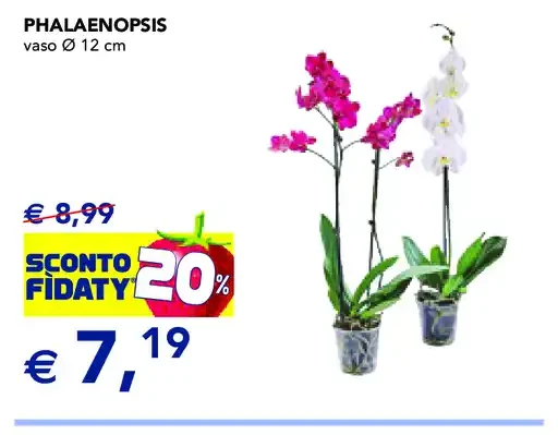 Phalaenopsis