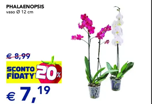 Phalaenopsis vaso 12 cm