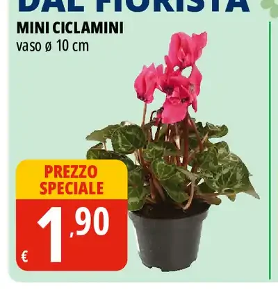 Mini ciclamini