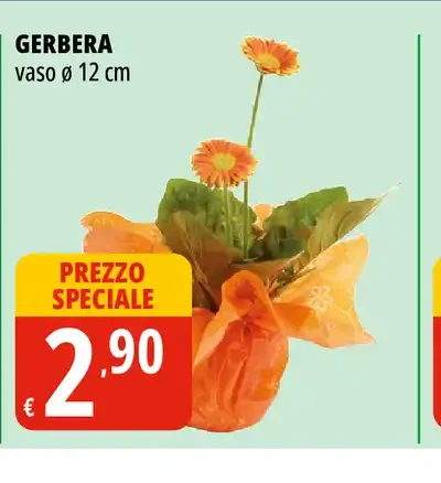 Gerbera