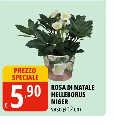 Rosa di Natale Helleborus niger