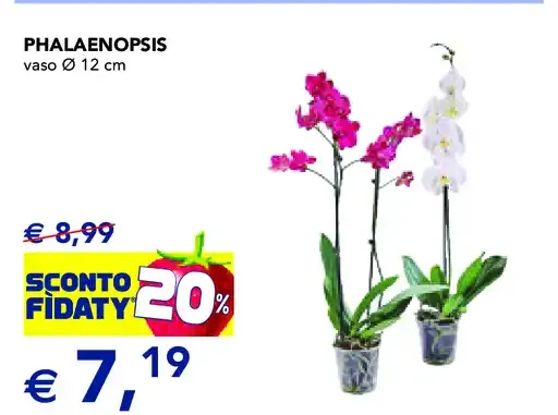 Phalaenopsis