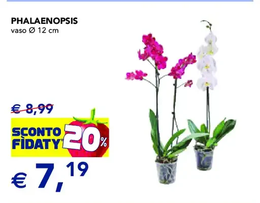 Phalaenopsis