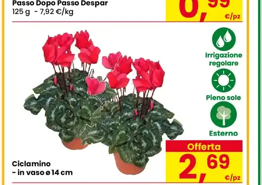 Ciclamino in vaso