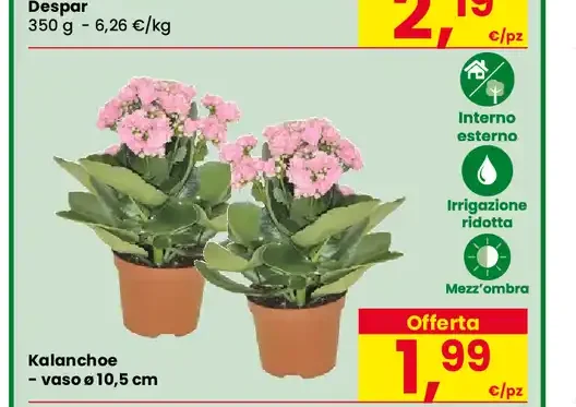 Kalanchoe