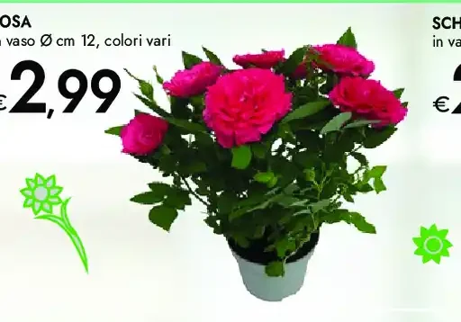 Rosa